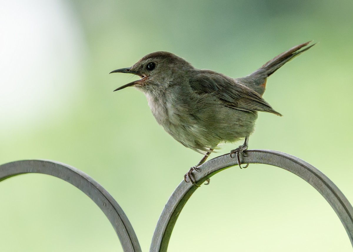 Gray Catbird - ML623658814