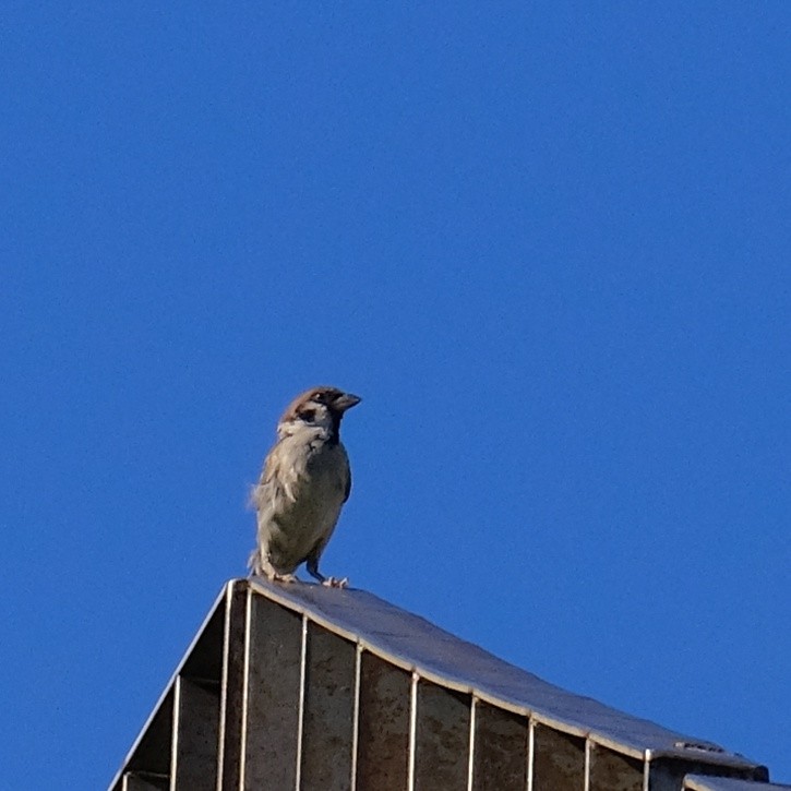 Eurasian Tree Sparrow - ML623658817