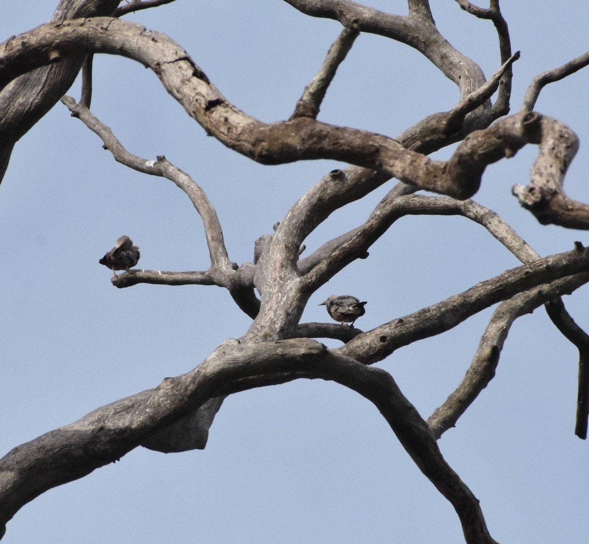 Chestnut-tailed Starling - ML623658818