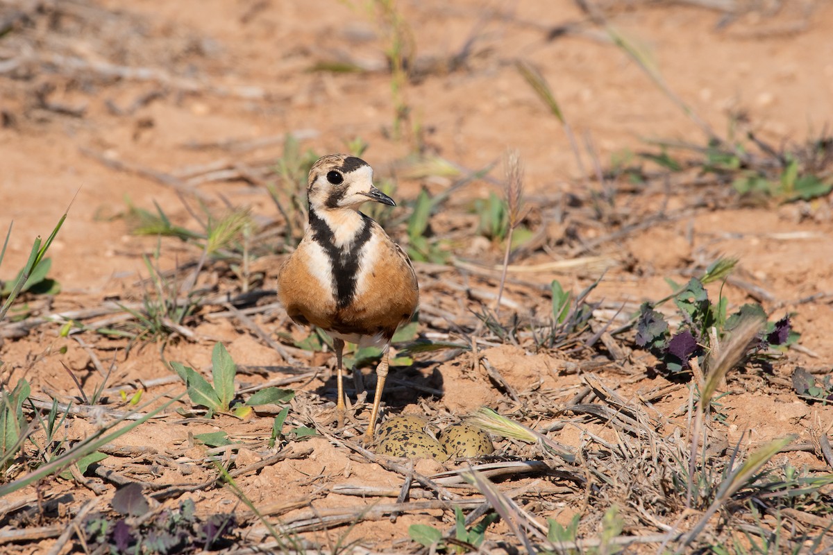 Inland Dotterel - ML623658819