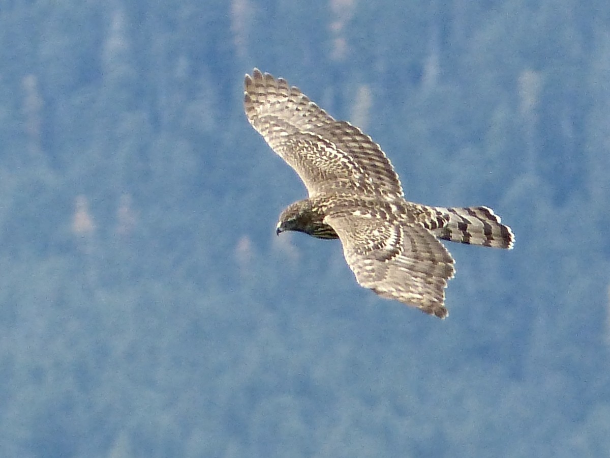 American Goshawk - ML623658820