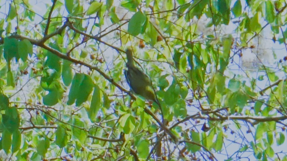 Golden-fronted Leafbird - ML623658833