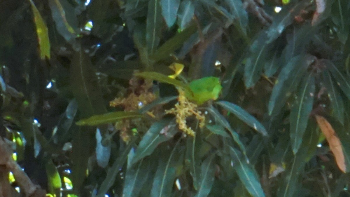 Golden-fronted Leafbird - ML623658835