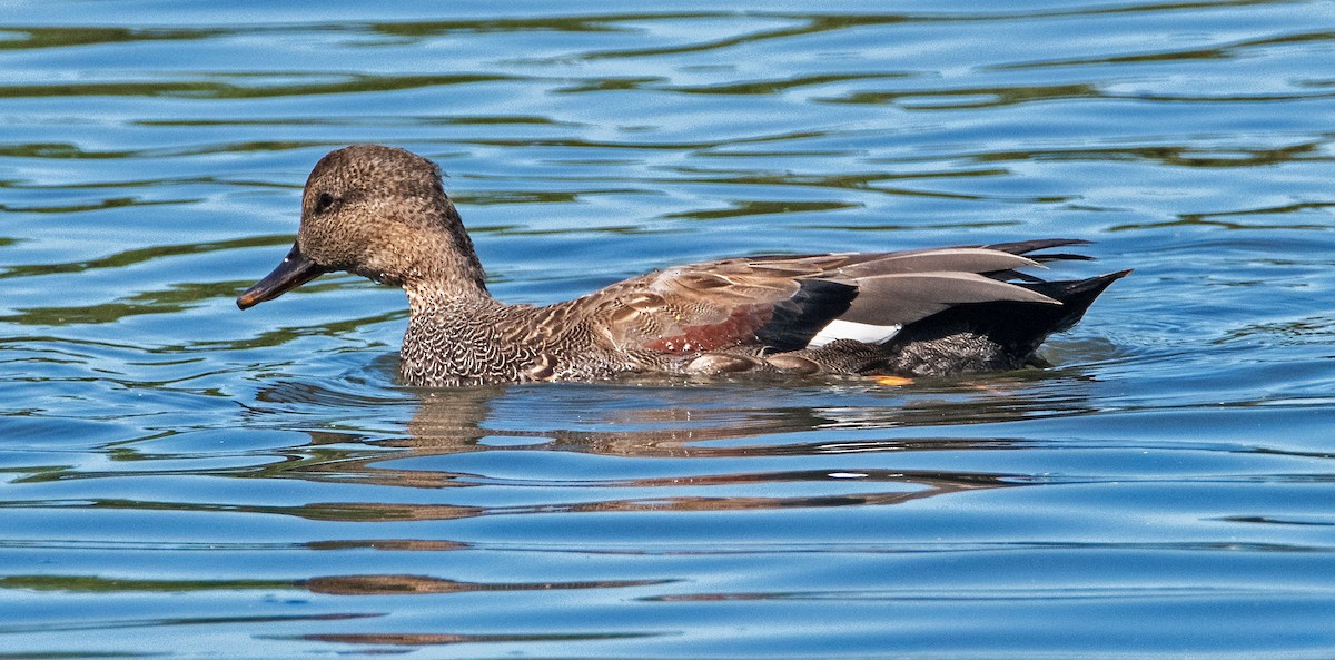 Gadwall - ML623658878