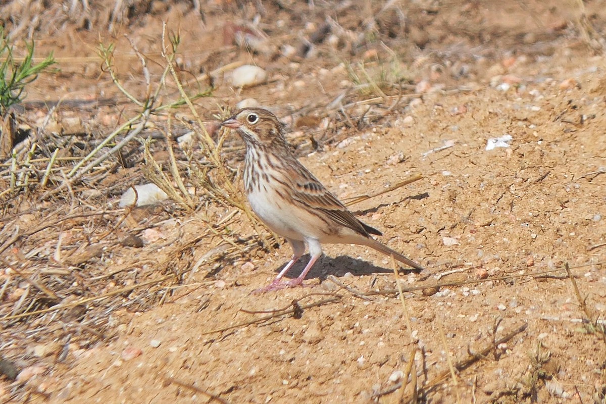 Vesper Sparrow - Janet Kelly