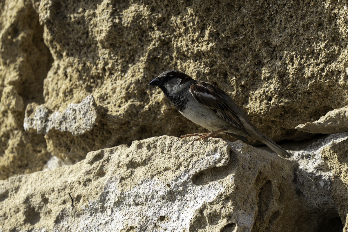 House Sparrow - ML623658930