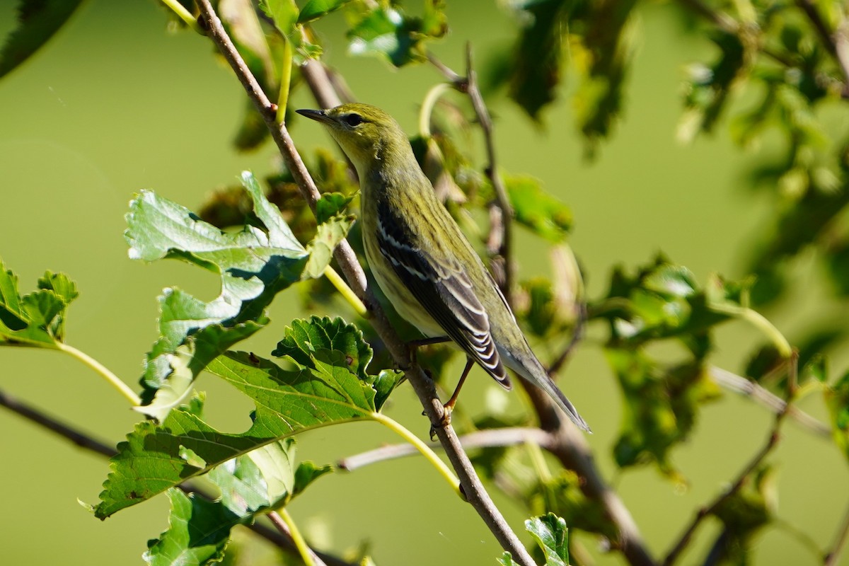 Streifenwaldsänger - ML623658950
