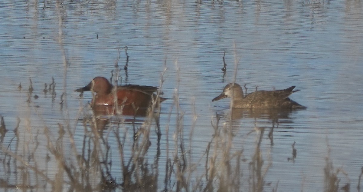 Cinnamon Teal - ML623658958