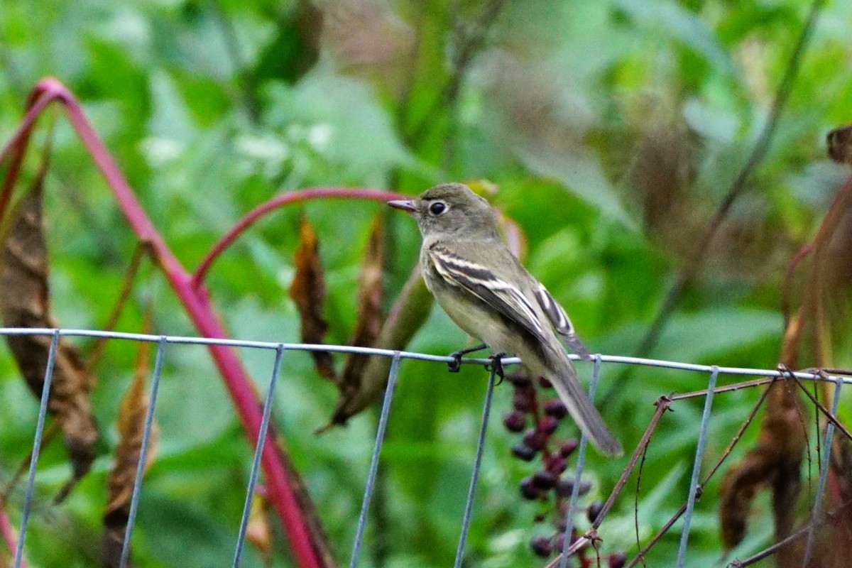 Least Flycatcher - Christopher DiPiazza