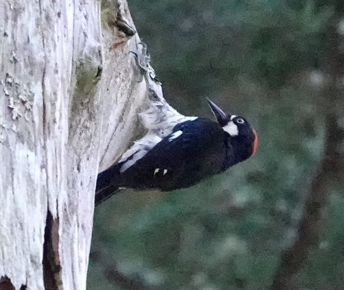 Acorn Woodpecker - ML623658993