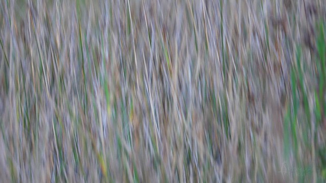 Southern Emuwren - ML623659007
