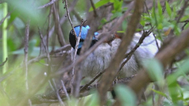 Superb Fairywren - ML623659015