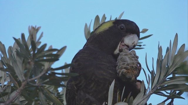 Yellow-tailed Black-Cockatoo - ML623659017