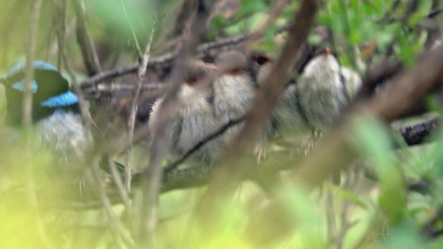 Superb Fairywren - ML623659025