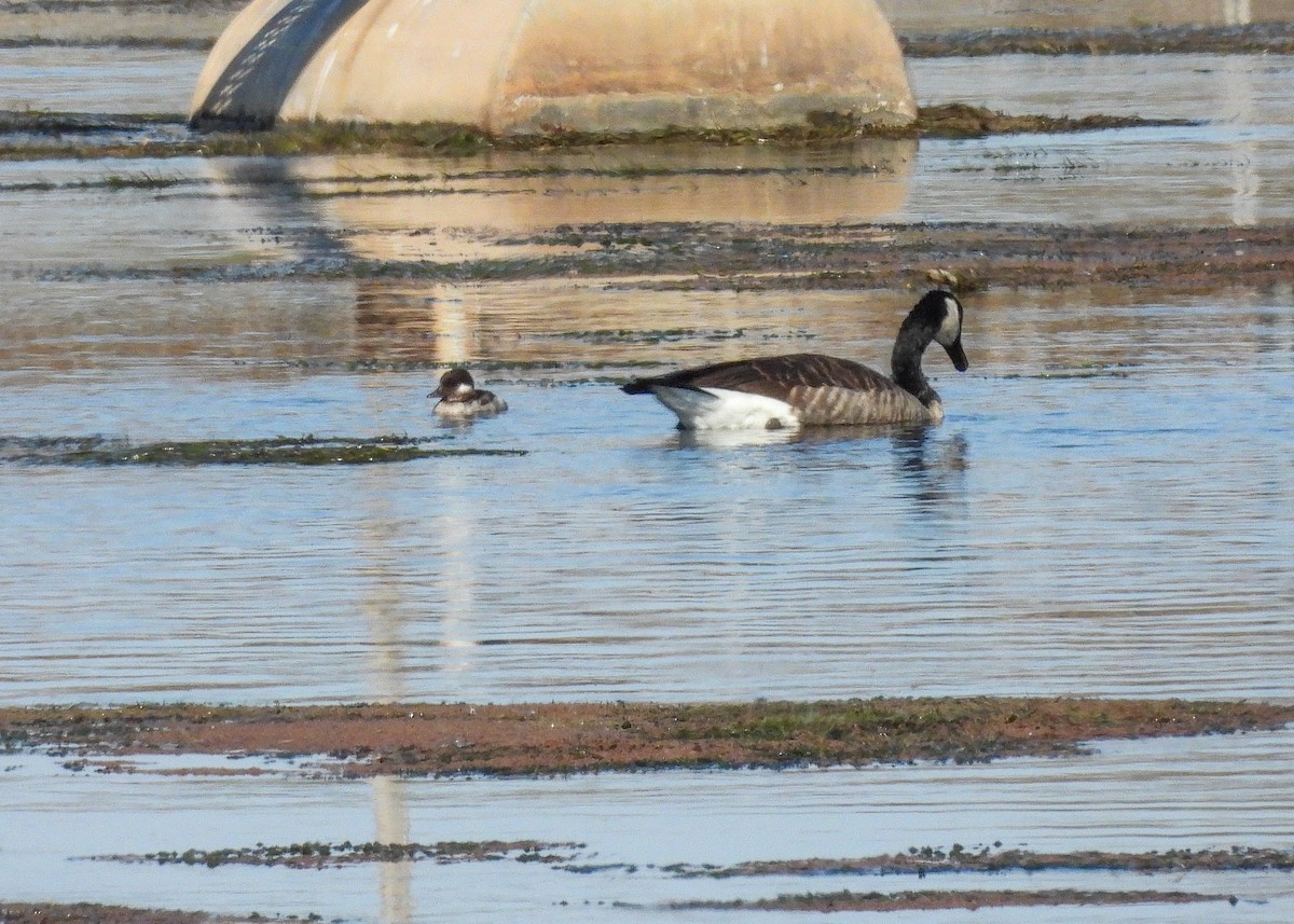 Bufflehead - ML623659086