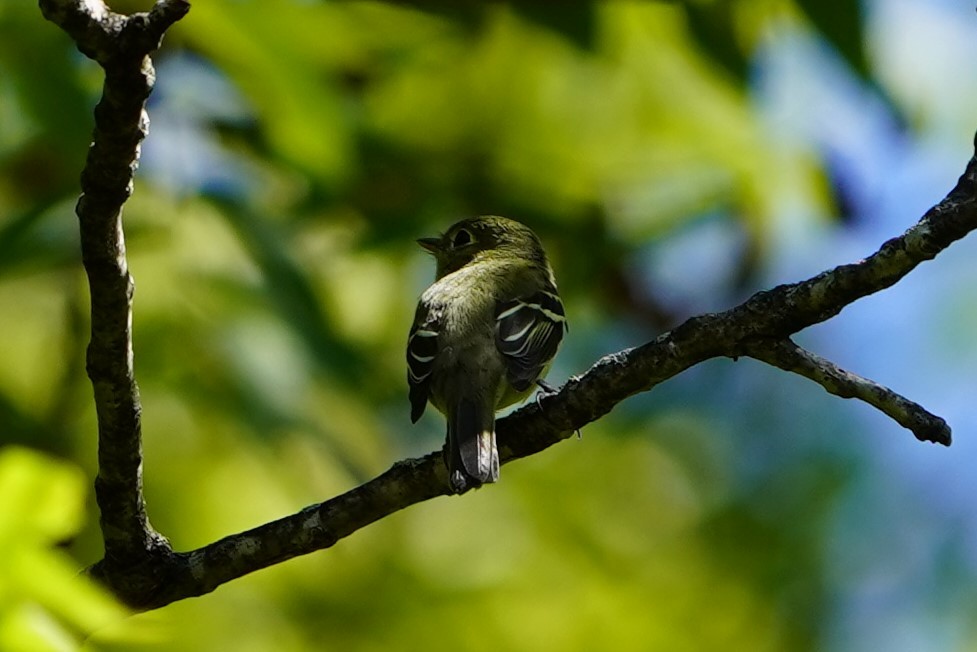 Yellow-bellied Flycatcher - ML623659094