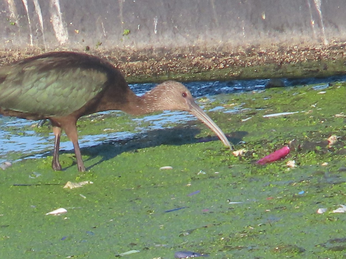 White-faced Ibis - ML623659133