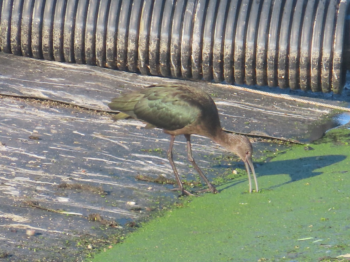 Ibis à face blanche - ML623659164