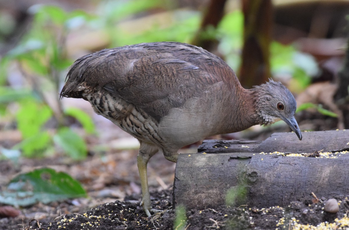 Undulated Tinamou - ML623659192