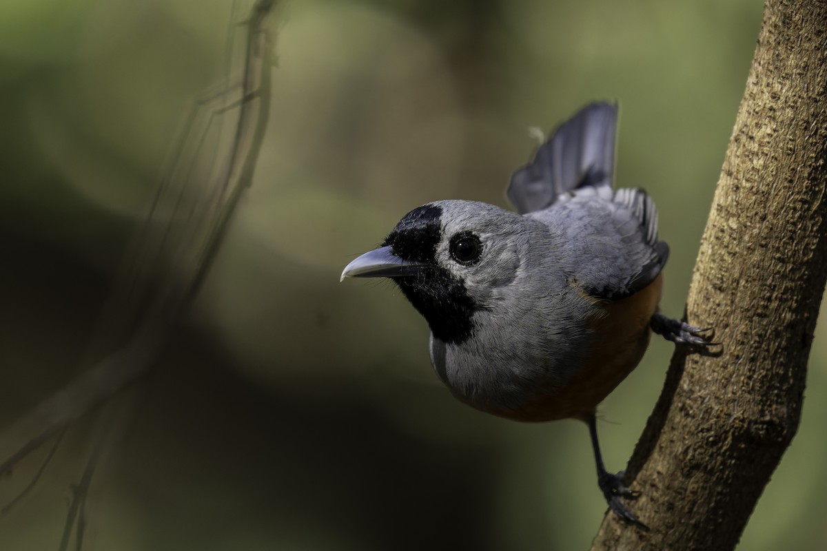 Black-faced Monarch - ML623659196