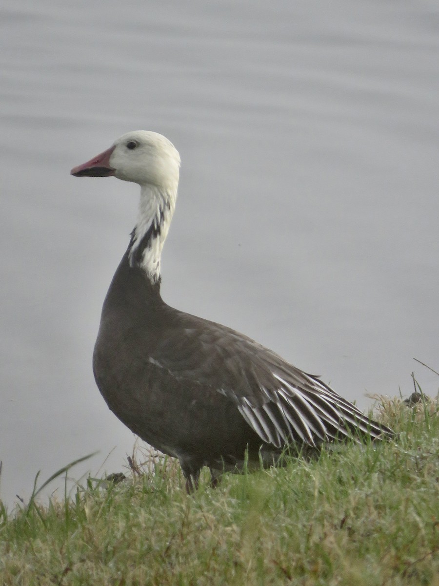 Snow Goose - ML623659201