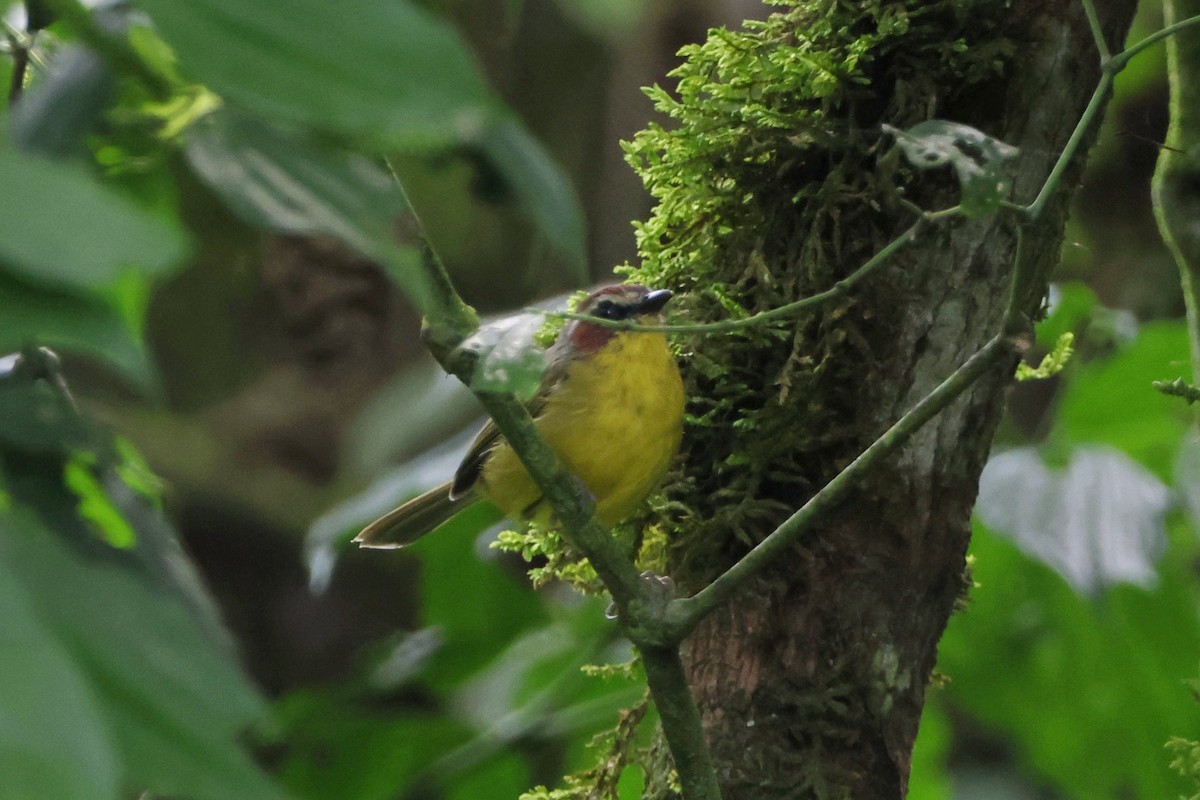 Chestnut-capped Warbler - ML623659208