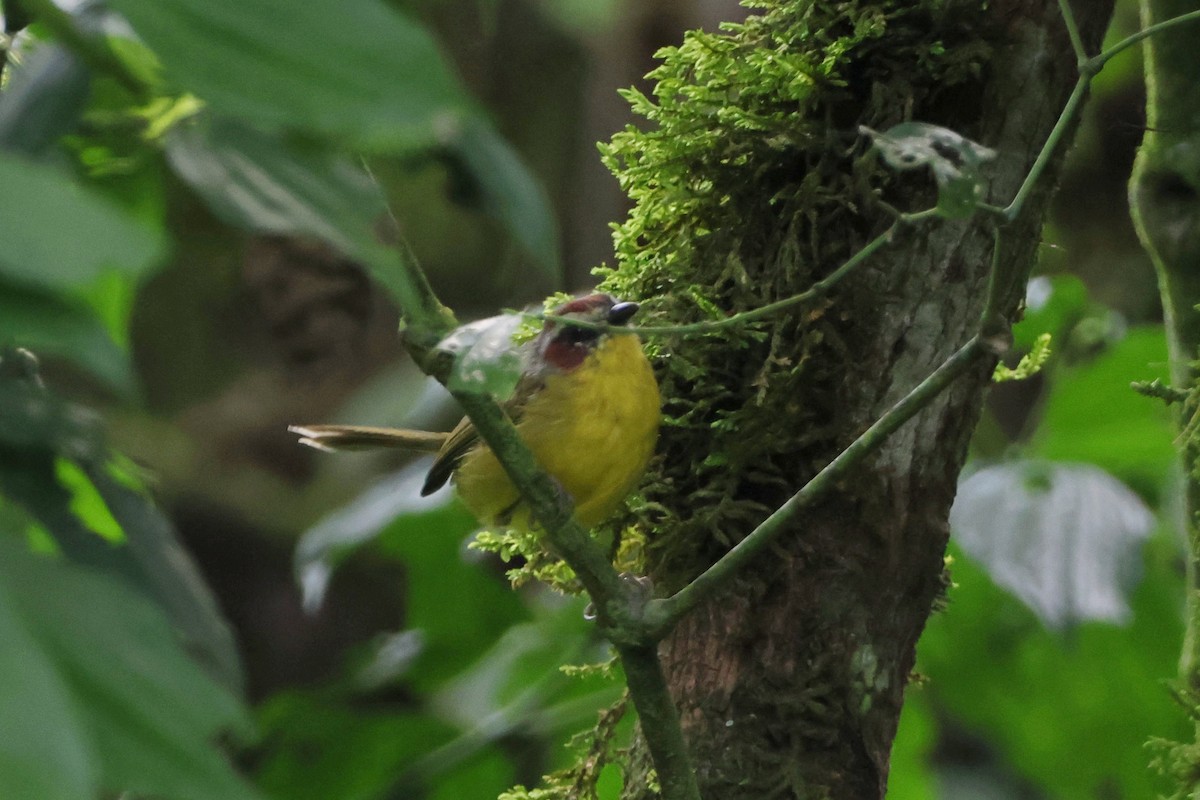 Chestnut-capped Warbler - ML623659211