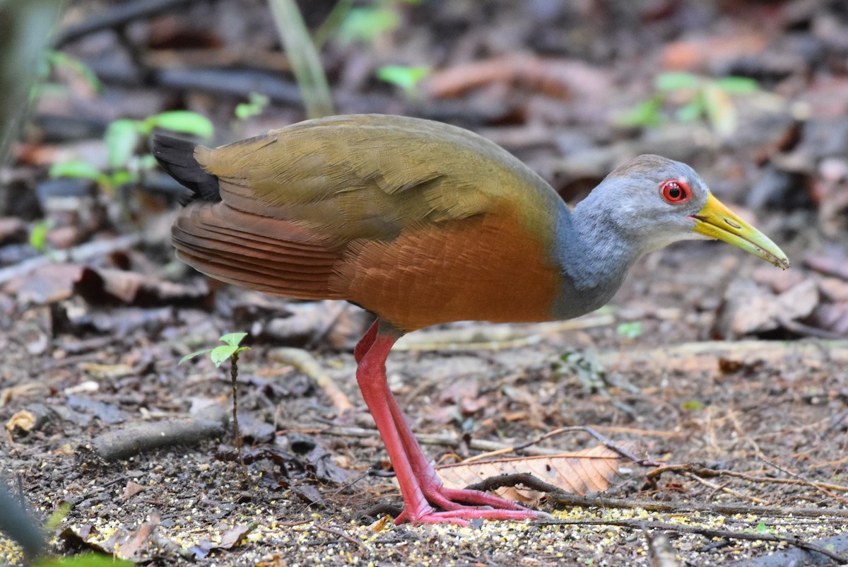 Gray-cowled Wood-Rail - ML623659253