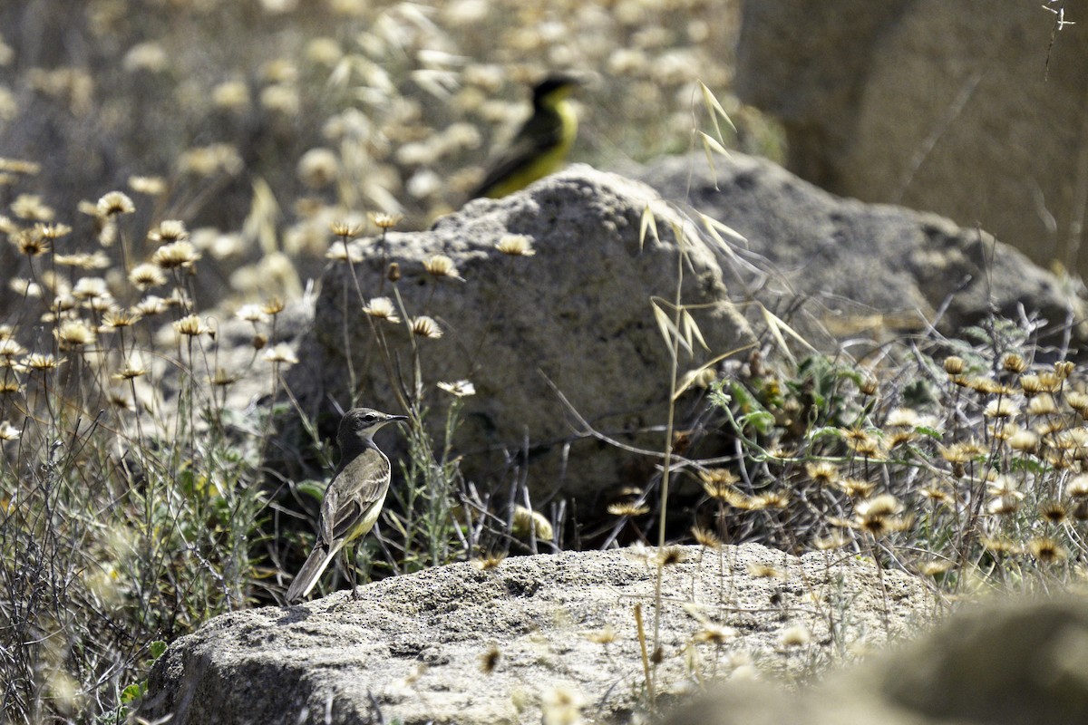 Western Yellow Wagtail - ML623659281