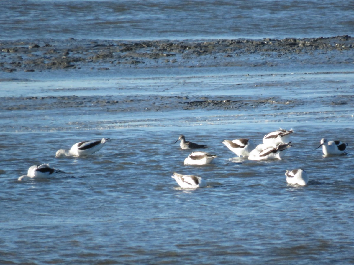 Wilson's Phalarope - ML623659286