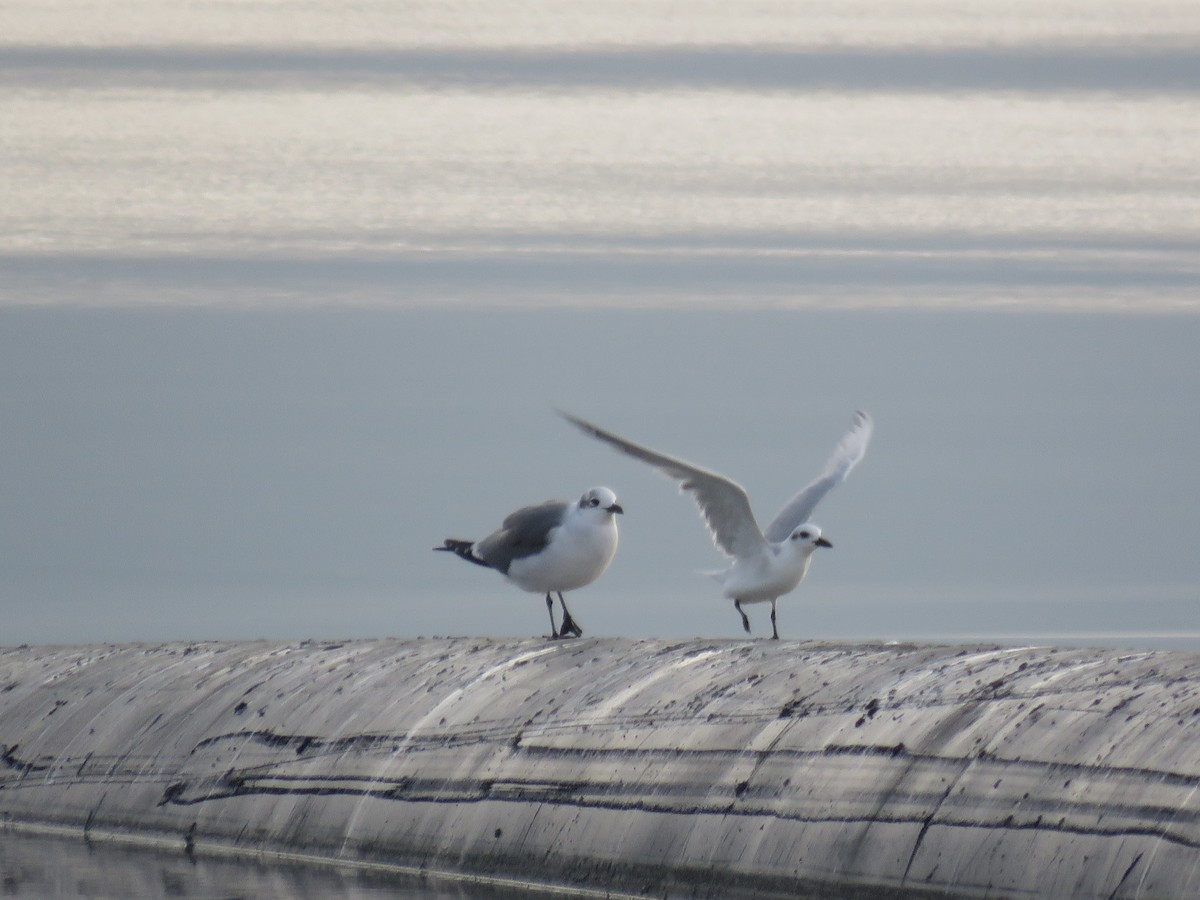 Gull-billed Tern - ML623659483