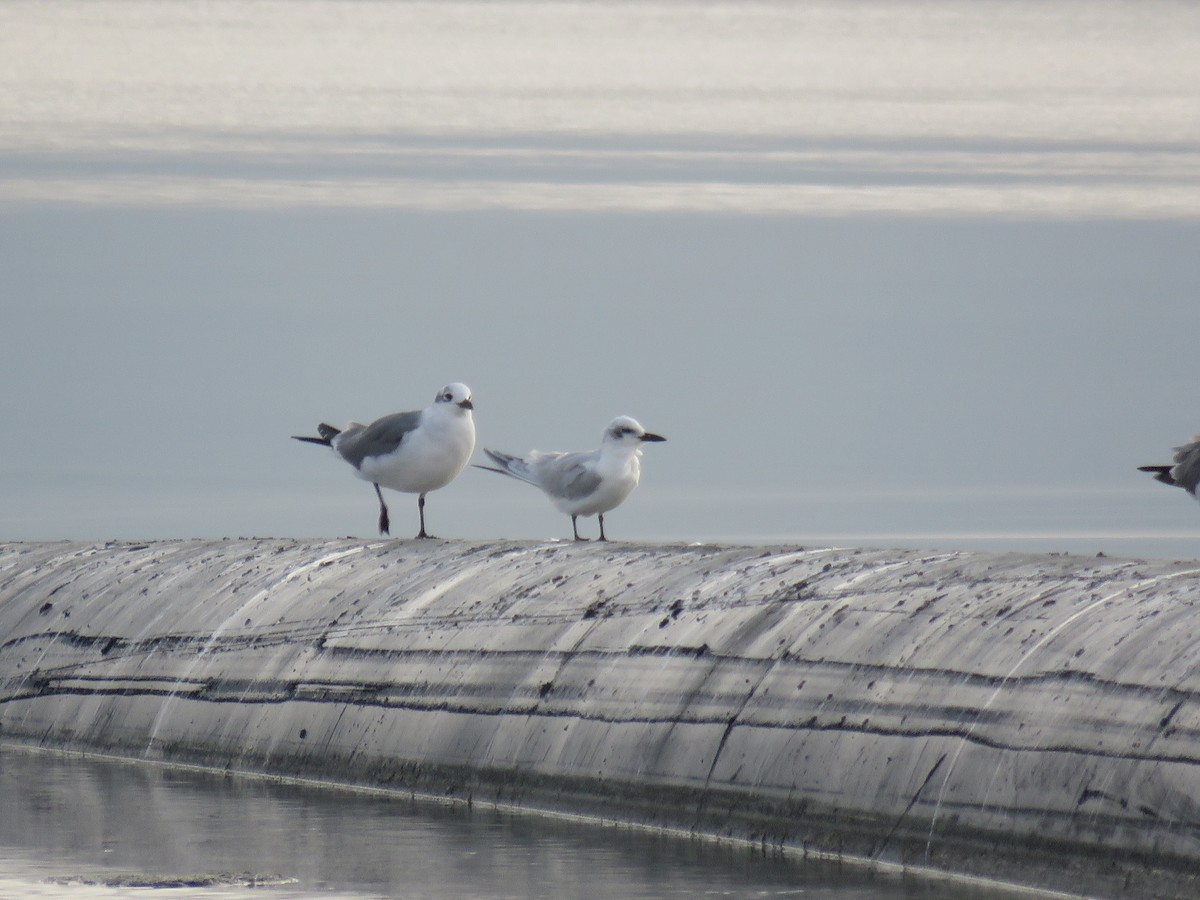 Gull-billed Tern - ML623659484