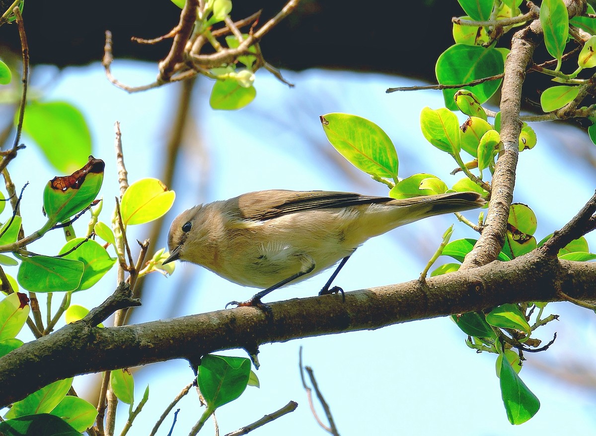 Phylloscopus sp. - ML623659555