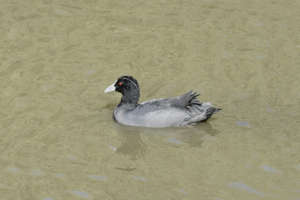 Eurasian Coot - ML623659616