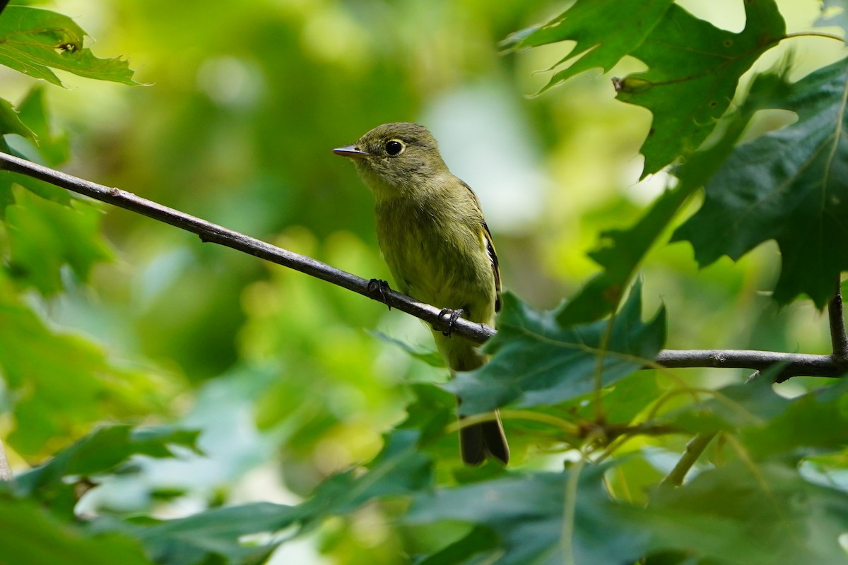 Yellow-bellied Flycatcher - ML623659619