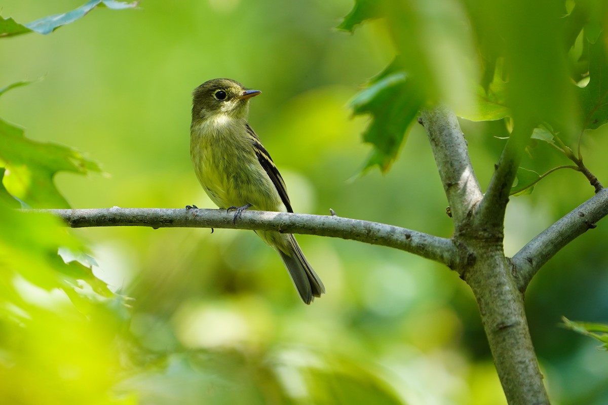 חטפית צהובת-גחון - ML623659620