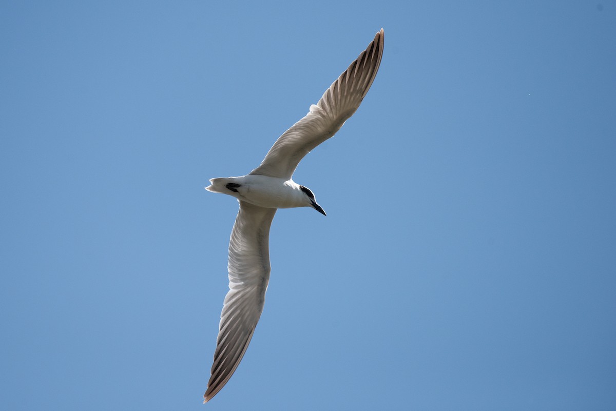 Australian Tern - ML623659652