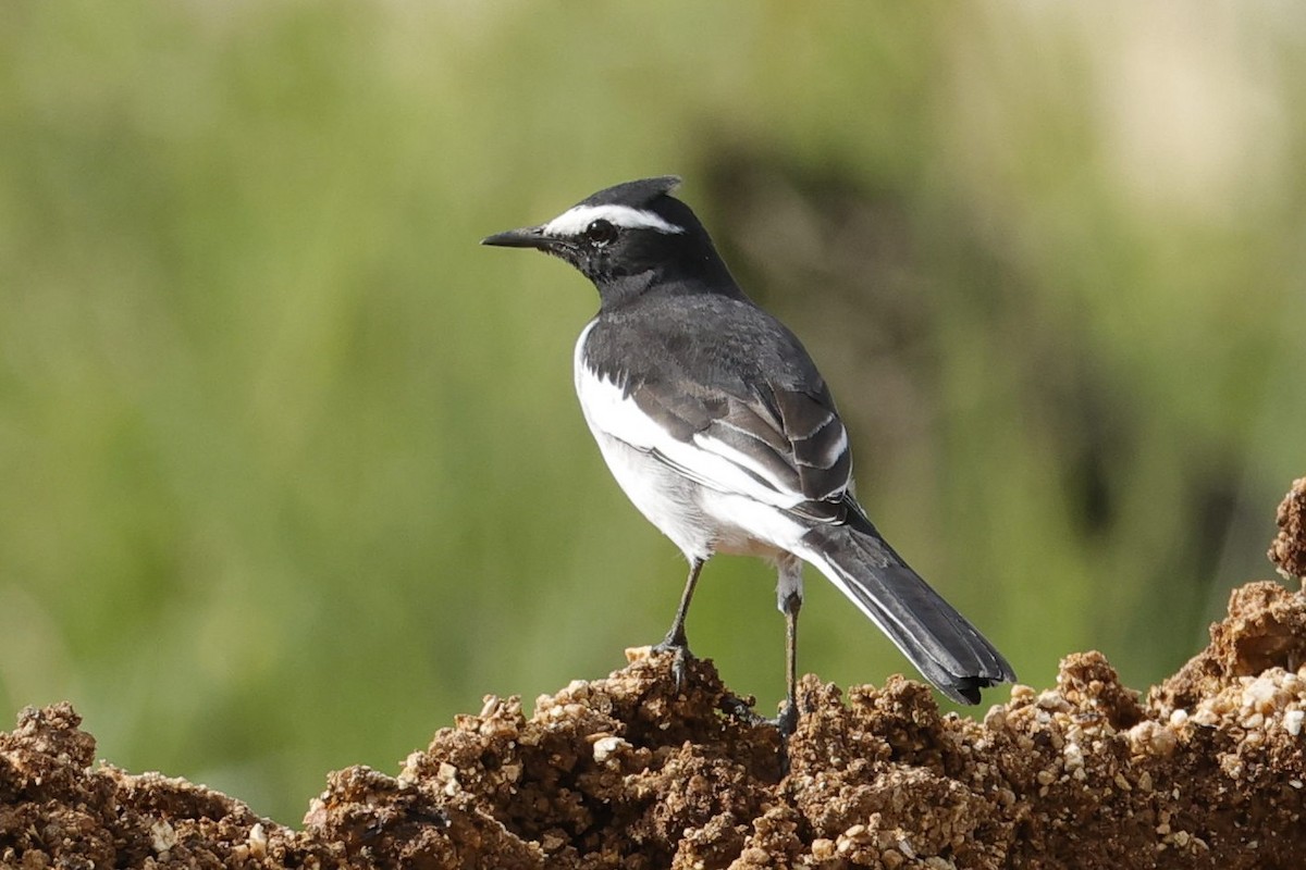 White-browed Wagtail - ML623659661