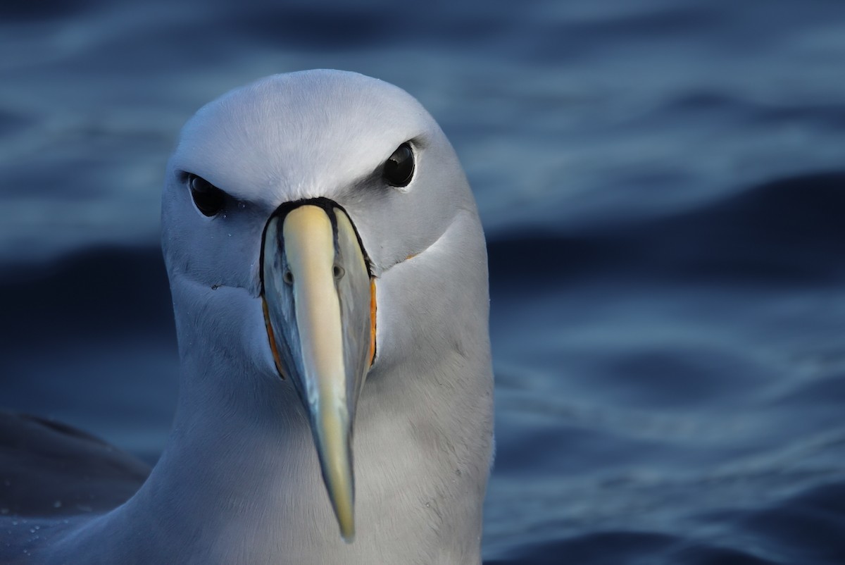 Salvin's Albatross - ML623659669