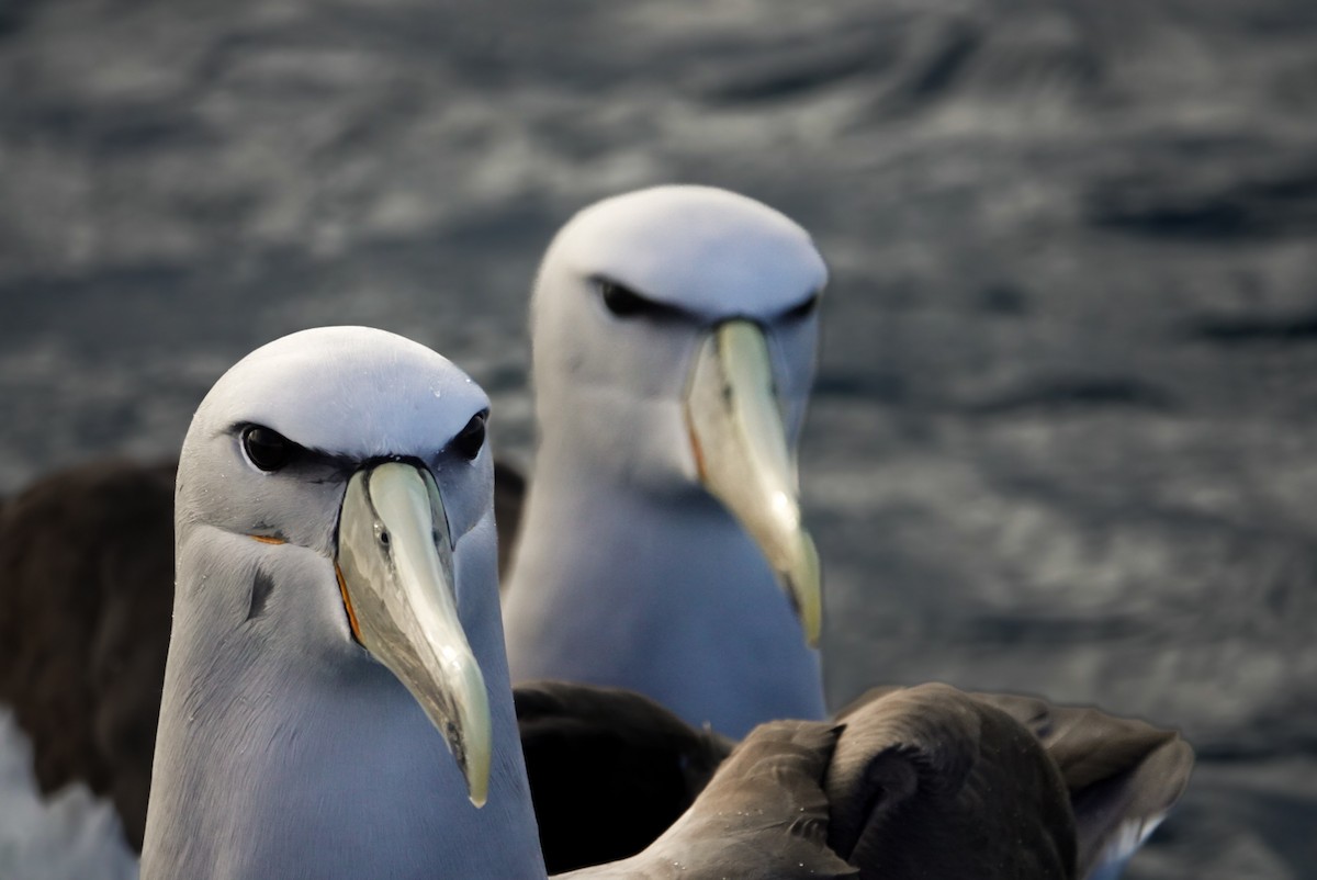 Salvin's Albatross - ML623659670