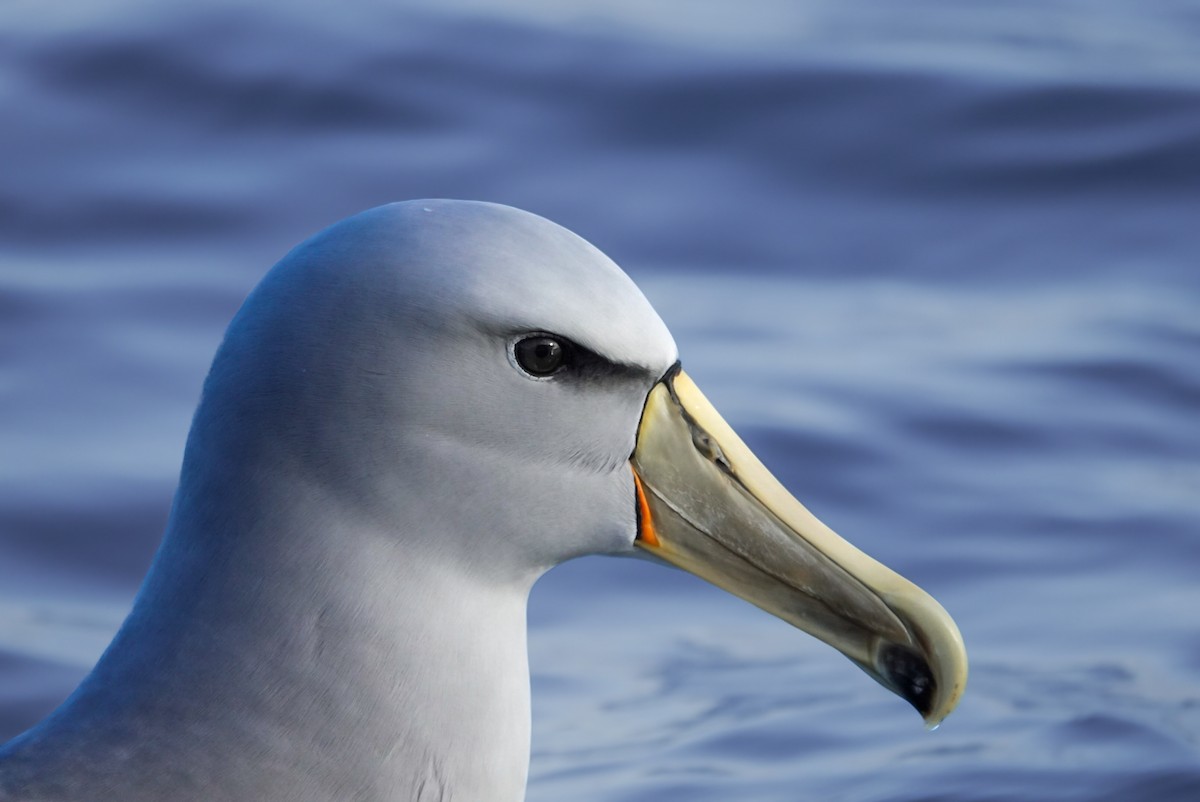 Salvin's Albatross - ML623659671