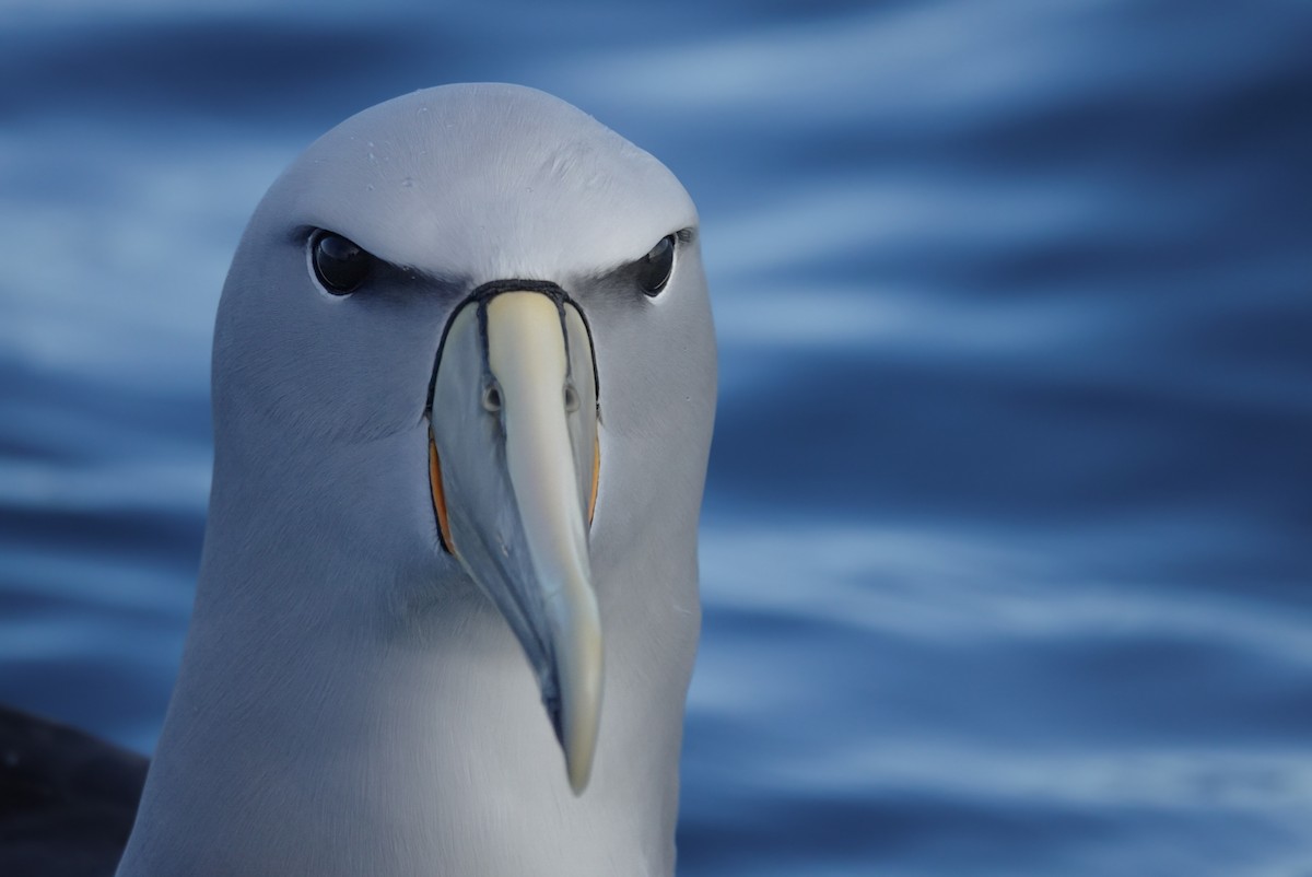 Salvin's Albatross - ML623659672