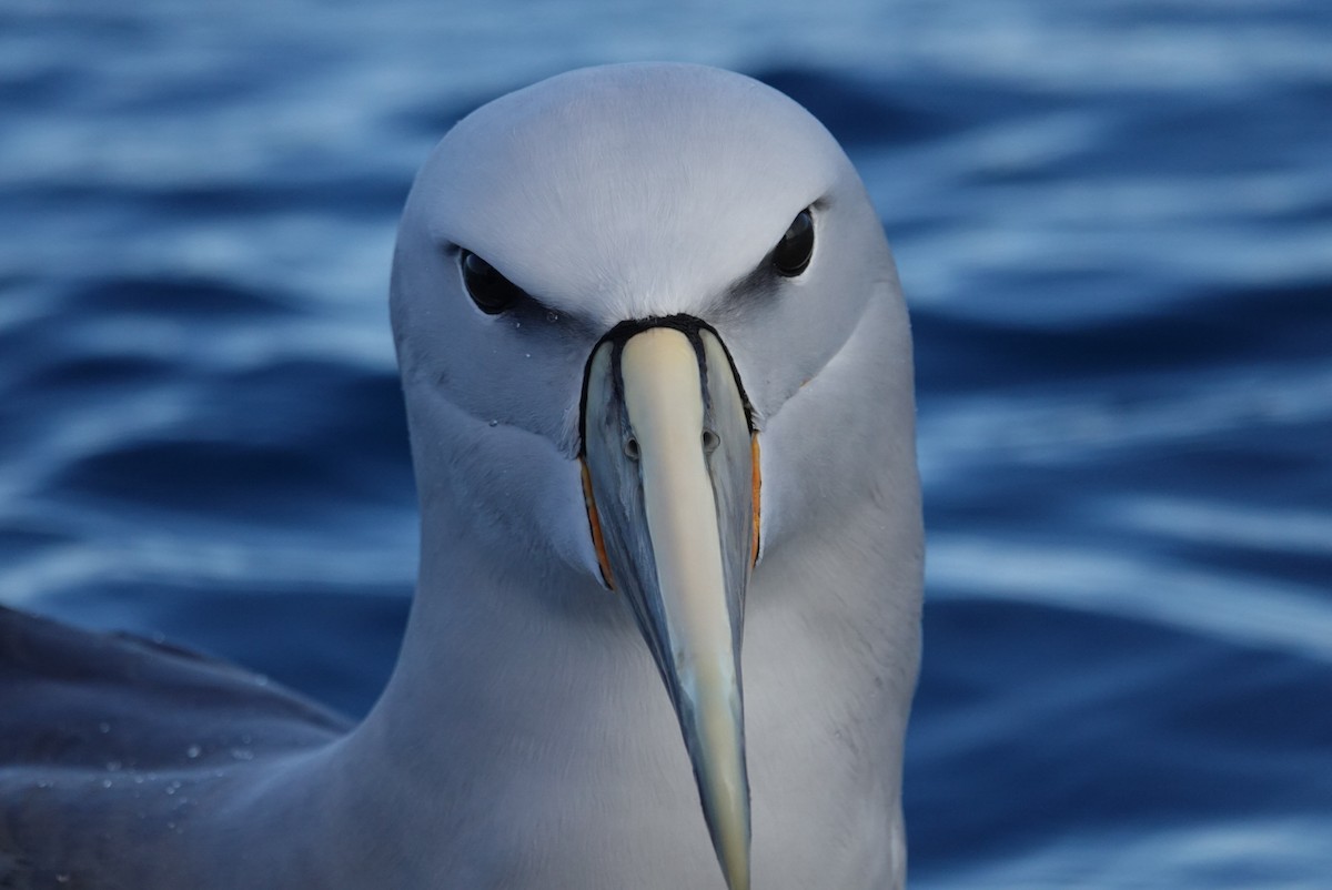 Salvin's Albatross - ML623659673