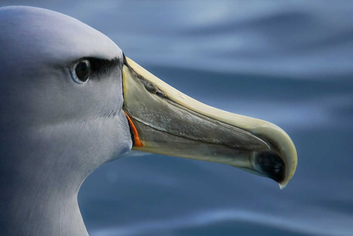 Salvin's Albatross - ML623659674