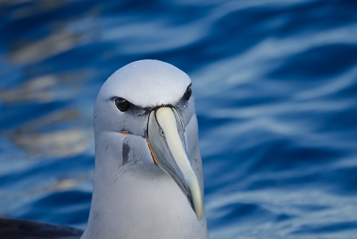 Salvin's Albatross - ML623659675