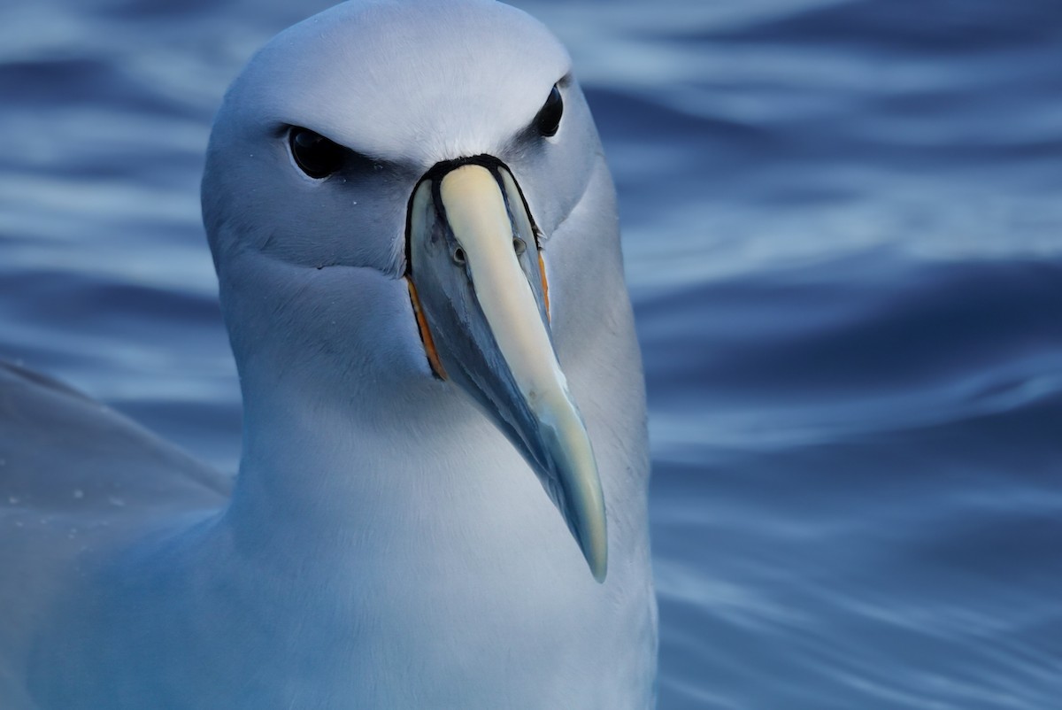 Salvin's Albatross - ML623659676