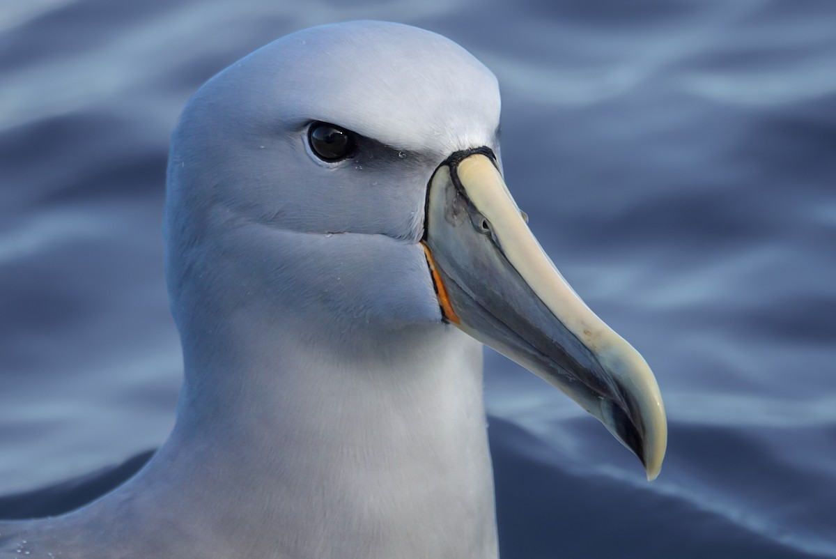 Salvin's Albatross - ML623659677