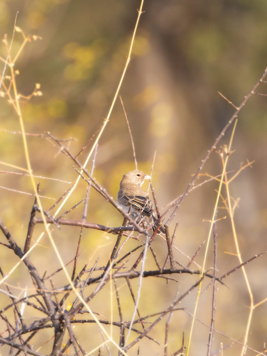 Yellow-spotted Bush Sparrow - ML623659678