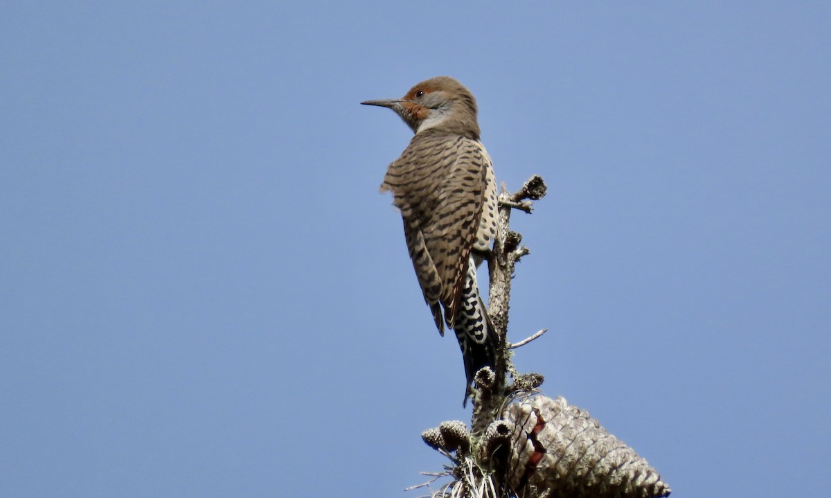 Northern Flicker - Petra Clayton