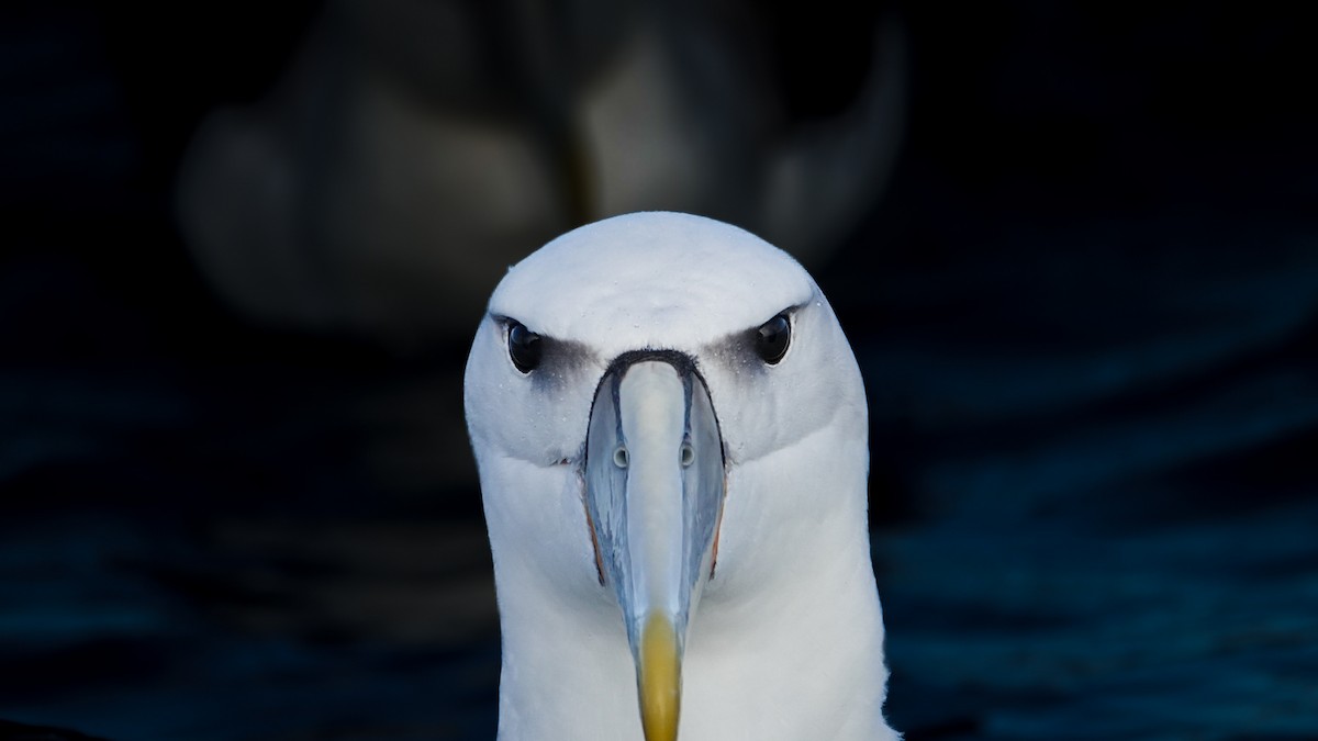 White-capped Albatross - ML623659686